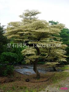 锦叶榄仁