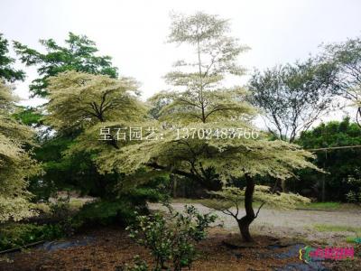 锦叶榄仁