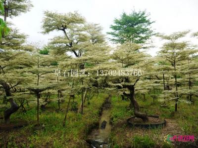锦叶榄仁