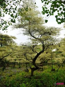 锦叶榄仁