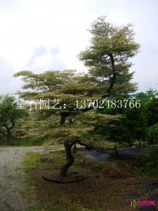 锦叶榄仁