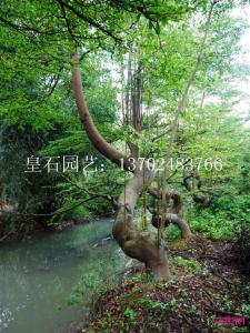 小叶榄仁