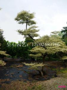 锦叶榄仁