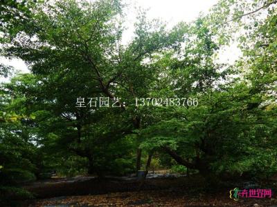 小叶榄仁