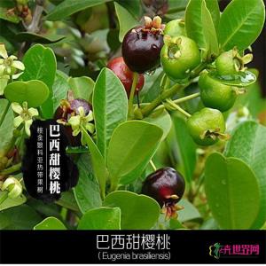 巴西甜樱桃